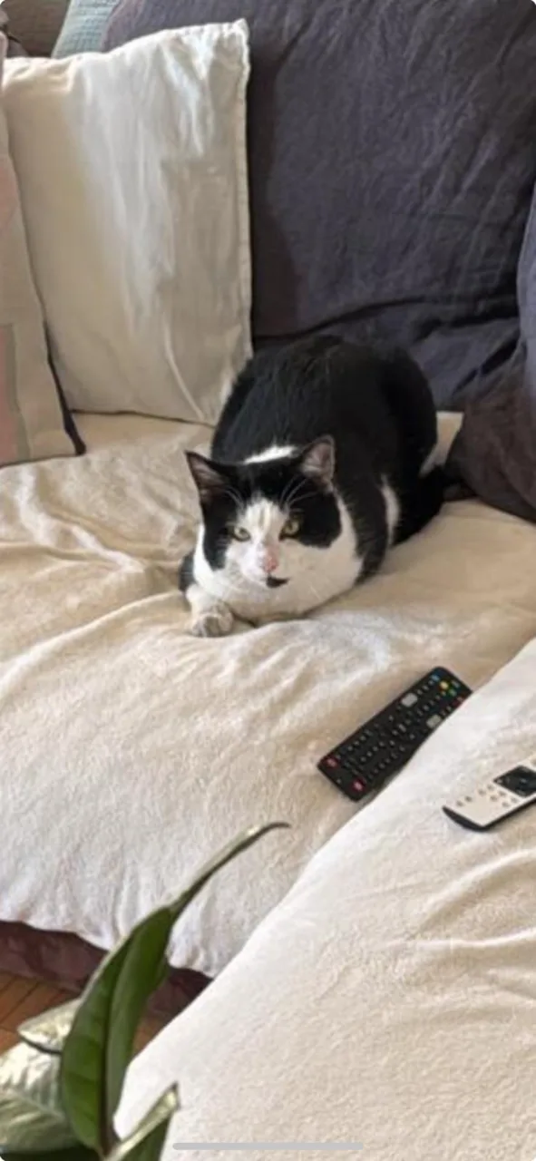 Kater Milo liegt gemütlich auf dem Sofa.